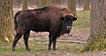 19 Flachlandwisent (Bison bonasus bonasus) uploaded by Michael Gäbler, nominated by Michael Gäbler