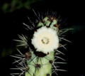 "Flor_de_Pilosocereus_tuberculatus_EARMLucena2007.png" by User:Ixocactus