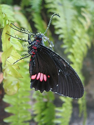 Parides anchises. The picture was taken at Butterfly World. Im curious to know if it is possible to take a featured image without very good camera equipment.