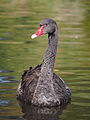 27 Black Swan at Martin Mere uploaded by Baresi franco, nominated by Baresi franco