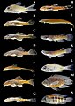 "Fish_species_collected_in_the_southern_Guiana_Shield_tributaries_of_the_Amazonas_River-2.jpg" by User:Ixocactus