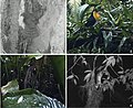 "Predators_of_bird_nests_recorded_with_camera_traps_in_an_area_of_Atlantic_rainforest.jpg" by User:Ixocactus