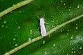 "White_Lepidoptera.jpg" by User:LeonardoRamos