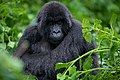 "Mountain_gorilla_from_Susa_Group_in_Karisimbi_thicket_of_Volcanoes_National_Park_in_Rwanda._Emmanuel_Kwizera.jpg" by User:Emmanuelkwizera