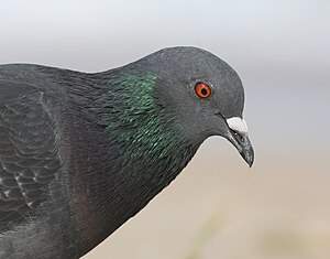 Common Pigeon Portrait