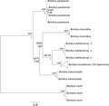 "Phylogenetic_relationships_among_Brazilian_bumblebees.tiff" by User:Ixocactus