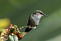 35 Vervain hummingbird (Mellisuga minima) uploaded by Charlesjsharp, nominated by Charlesjsharp