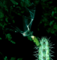 "Lonchophylla_mordax_em_Pilosocereus_tuberculatus_EARMLucena2007-2.png" by User:Ixocactus