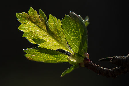Young leaf of hawthorn (Crateagus)