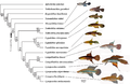 "Phylogenetic_relationships_among_13_taxa_of_the_Cynopoecilini_and_four_out-group_taxa.PNG" by User:Ixocactus
