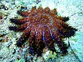 33 Crown of Thorns Starfish at Malapascuas Island v. II uploaded by PetarM, nominated by Archaeodontosaurus