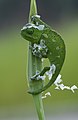79 Chamaeleo chamaeleon - Common Chameleon - Bukalemun uploaded by Zcebeci, nominated by Tomer T