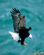 Mananaf (Jnio) 3, 2004, Salmo 103:1-5; Salmo 91:2-4. Bald Eagle -  Haliaeetus leucocephalus