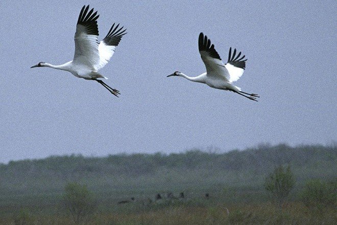 A Pair of Whooping Cranes (Grus americana) in Graceful and Seemingly Effortless Flight. Aransas National Wildlife Refuge, State of Texas, USA. Photo Credit: Steve Hillebrand, NCTC Image Library, United States Fish and Wildlife Service Digital Library System (http://images.fws.gov, WV-5144-Refuge Centennial), United States Fish and Wildlife Service (FWS, http://www.fws.gov), United States Department of the Interior (http://www.doi.gov), Government of the United States of America (USA).