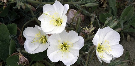 3. White Antioch Dunes Evening Primrose Antioch (Flower). Dunes National Wildlife Refuge, State of California, USA. Photo Credit: Ivette Loredo, NCTC Image Library, United States Fish and Wildlife Service Digital Library System (http://images.fws.gov, WV-9351-Centennial CD), United States Fish and Wildlife Service (FWS, http://www.fws.gov), United States Department of the Interior (http://www.doi.gov), Government of the United States of America (USA).