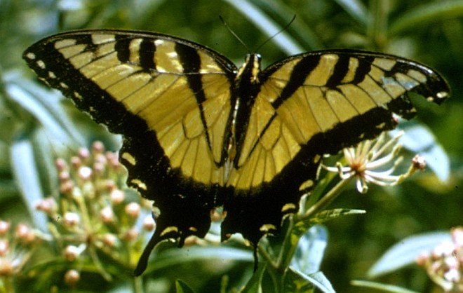 Tiger Swallowtail Butterfly. Photo Credit: Luther C. Goldman, Washington DC Library, United States Fish and Wildlife Service Digital Library System (http://images.fws.gov, WO259-011), United States Fish and Wildlife Service (FWS, http://www.fws.gov), United States Department of the Interior (http://www.doi.gov), Government of the United States of America (USA).