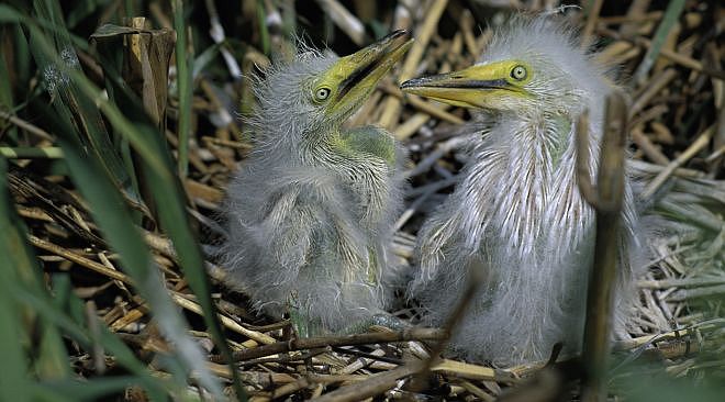Two Snowy Egret Chicks. Delta National Wildlife Refuge, State of Louisiana, USA. Photo Credit: John and Karen Hollingsworth, NCTC Image Library, United States Fish and Wildlife Service Digital Library System (http://images.fws.gov, WV-10197-Centennial CD), United States Fish and Wildlife Service (FWS, http://www.fws.gov), United States Department of the Interior (http://www.doi.gov), Government of the United States of America (USA).