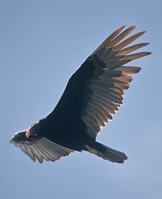 2. Turkey Vulture, Cathartes aura, in flight. Photo credit: Lee Karney, Washington DC Library, United States Fish and Wildlife Service Digital Library System (http://images.fws.gov, WO-Lee Karney-4784), United States Fish and Wildlife Service (FWS, http://www.fws.gov), United States Department of the Interior (http://www.doi.gov), Government of the United States of America (USA).
