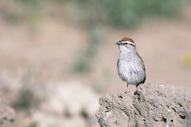 Chipping Sparrow, Spizella passerina. Photo Credit: Dave Menke, NCTC Image Library, United States Fish and Wildlife Service Digital Library System (http://images.fws.gov, WV-996-MenkeBirds4), United States Fish and Wildlife Service (FWS, http://www.fws.gov), United States Department of the Interior (http://www.doi.gov), Government of the United States of America (USA).