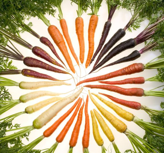 Carrots in Seven Different Colors. Photo Credit: Stephen Ausmus (http://www.ars.usda.gov/is/graphics/photos, K11611-1), Agricultural Research Service (ARS, http://www.ars.usda.gov), United States Department of Agriculture (USDA, http://www.usda.gov), Government of the United States of America (USA).