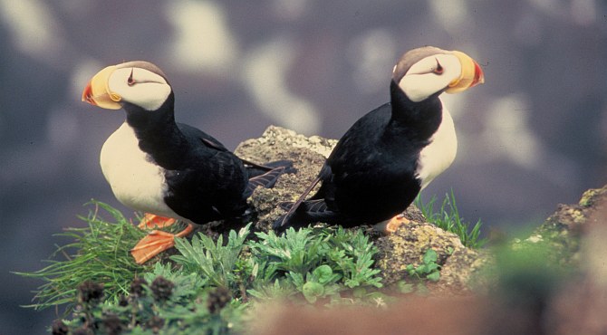 Meet the Horned Puffins (Fratercula corniculata), Two Cute Cliff Dwellers. Photo Credit: Richard Baetsen, Washington DC Library, United States Fish and Wildlife Service Digital Library System (http://images.fws.gov, WO3526-highlights), United States Fish and Wildlife Service (FWS, http://www.fws.gov), United States Department of the Interior (http://www.doi.gov), Government of the United States of America (USA).