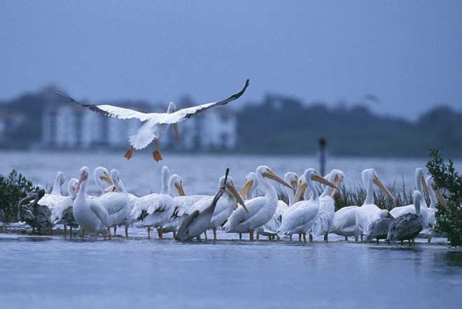 The Airborne White Pelican Makes Flying and Landing Look Graceful and Effortless, Pelican Island National Wildlife Refuge, State of Florida, USA. Photo Credit: George Gentry, NCTC Image Library, United States Fish and Wildlife Service Digital Library System (http://images.fws.gov, WV-PelicanIsland-1376), United States Fish and Wildlife Service (FWS, http://www.fws.gov), United States Department of the Interior (http://www.doi.gov), Government of the United States of America (USA).