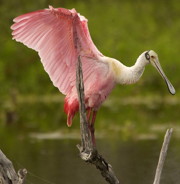 The Roseate Spoonbill (Ajaia ajaja) Opens Its Large Wings Displaying Beautiful Plumage. Pelican Island National Wildlife Refuge, State of Florida, USA. Photo Credit: Ryan Hagerty, NCTC Image Library, United States Fish and Wildlife Service Digital Library System (http://images.fws.gov), United States Fish and Wildlife Service (FWS, http://www.fws.gov), United States Department of the Interior (http://www.doi.gov), Government of the United States of America (USA).