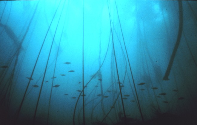 School of Rockfish Swimming Through a Forest of Tall Bull Whip Kelp, Gulf of the Farallones National Marine Sanctuary, State of California, USA. Photo Credit: NOAA Central Library, National Oceanic and Atmospheric Administration Photo Library (http://www.photolib.noaa.gov, sanc0128), Sanctuary Collection, National Oceanic and Atmospheric Administration (NOAA, http://www.noaa.gov), United States Department of Commerce (http://www.commerce.gov), Government of the United States of America (USA).