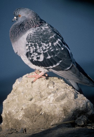 2. Rock Dove (Pigeon), Columba livia. Photo Credit: Lee Karney, Washington DC Library, United States Fish and Wildlife Service Digital Library System (http://images.fws.gov, WO-Lee Karney-6191), United States Fish and Wildlife Service (FWS, http://www.fws.gov), United States Department of the Interior (http://www.doi.gov), Government of the United States of America (USA).