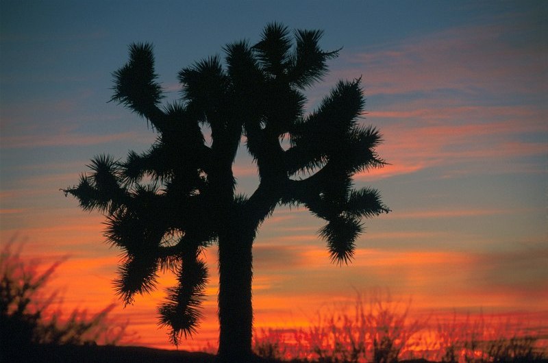 13. Sunset Behind the Joshua Tree, June 1, 1999, Edwards Air Force Base, State of California, USA. Photo Credit: Staff Sgt. Mark Borosch, United States Air Force (USAF, http://www.af.mil); Defense Visual Information Center (DVIC, http://www.DoDMedia.osd.mil, DFSD0207470 and 990601F3282B032) and United States Air Force (USAF, http://www.af.mil), United States Department of Defense (DoD, http://www.DefenseLink.mil or http://www.dod.gov), Government of the United States of America (USA).