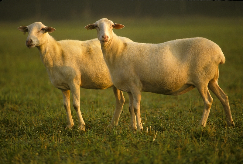 A Pair of Hair Sheep. Photo Credit: Perry A. Rech (http://www.ars.usda.gov/is/graphics/photos, K3720-12), Agricultural Research Service (ARS, http://www.ars.usda.gov), United States Department of Agriculture (USDA, http://www.usda.gov), Government of the United States of America (USA).