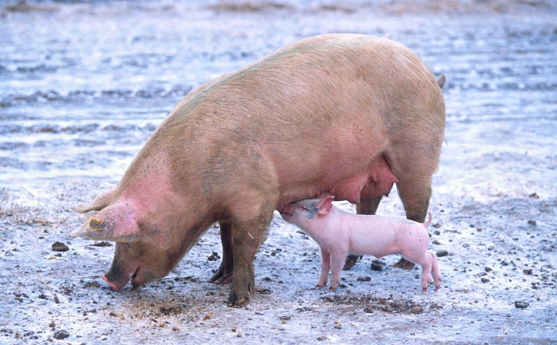 Swine: Mother Pig (Sow) Feeding Baby Pig (Piggy). Photo Credit: Scott Bauer (http://www.ars.usda.gov/is/graphics/photos, K9441-1), Agricultural Research Service (ARS, http://www.ars.usda.gov), United States Department of Agriculture (USDA, http://www.usda.gov), Government of the United States of America (USA).
