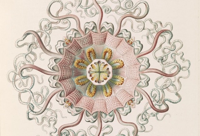 Ernst Haeckel  ’s Jellyfish