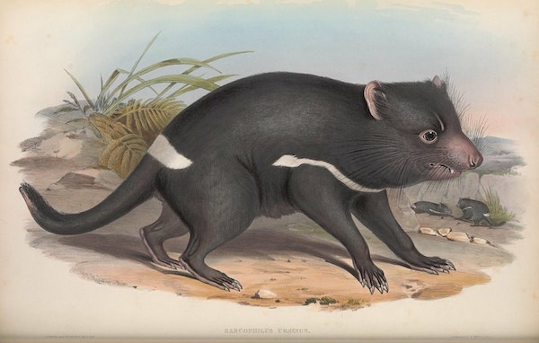 john gould mammals of australia tasmanian devil