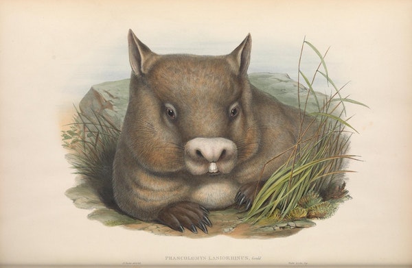 john gould mammals of australia hairy nosed wombat