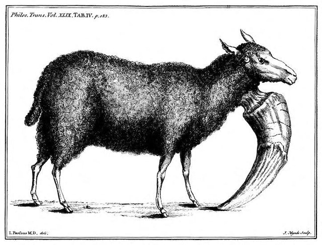 Some Account of a Sheep Having a Monstrous Horn Growing from His Throat (1755)