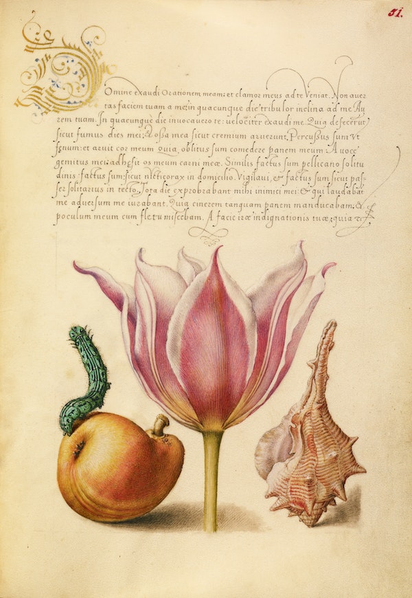 Caterpillar, Pear, Tulip, and Purple Snail