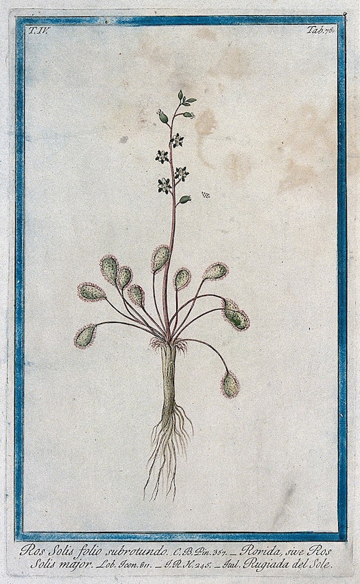sundew botanical illustration