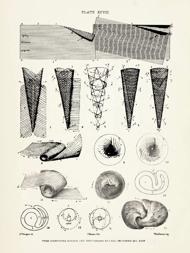 Illustration from James Pettigrew’s Design in Nature 