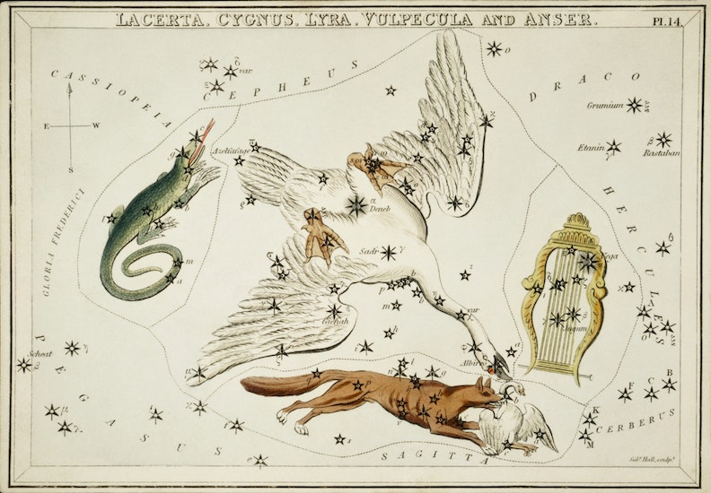 Lacerta, Cygnus, Lyra, Vulpecula and the Anser