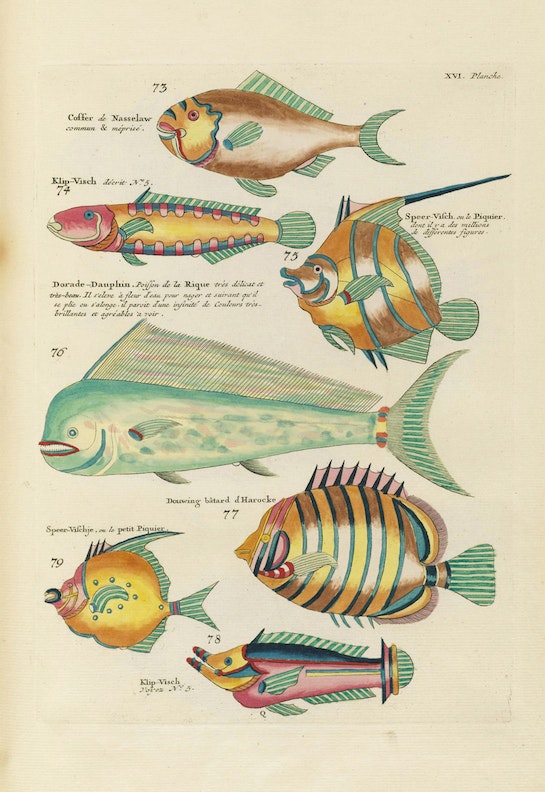 Louis Renard's Fish, Plate XVI