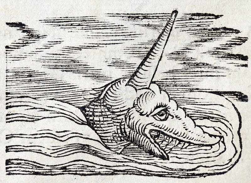 File:Gesner Narwhal sea unicorn.jpg