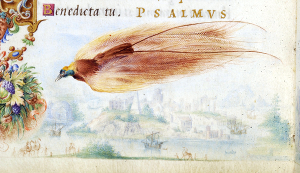File:Bird of Paradise - Farnese Hours.jpg