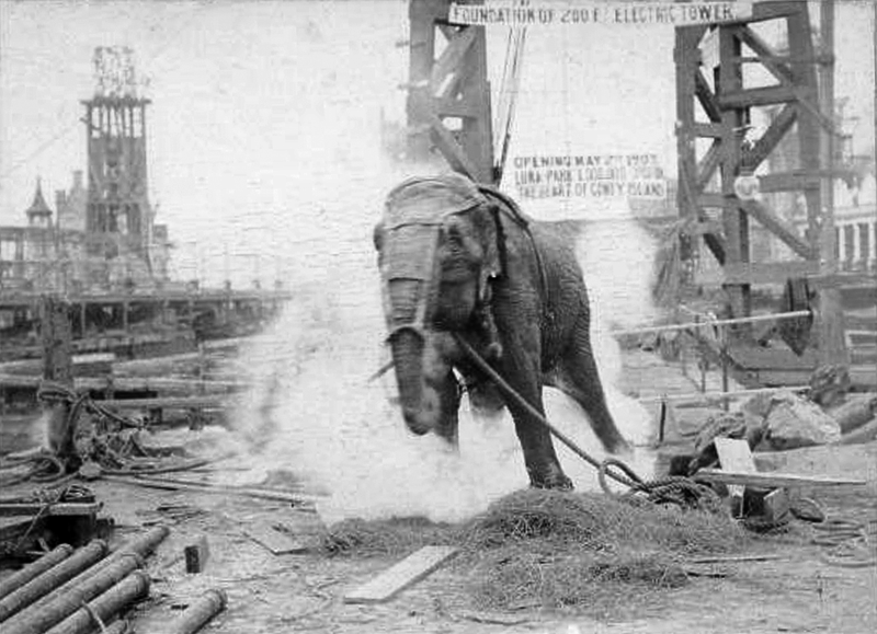 File:Topsy elephant death electrocution at luna park 1903.png