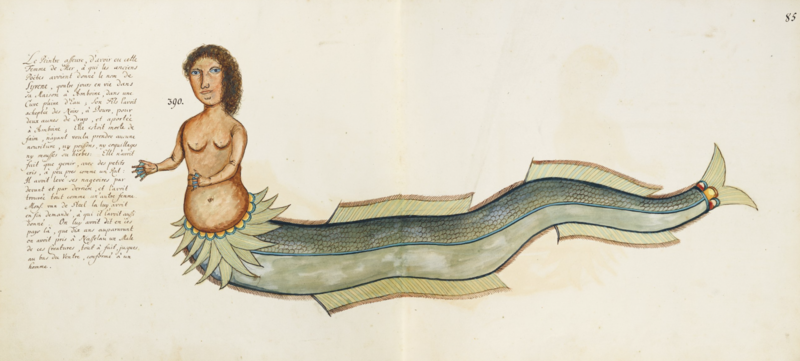 File:Samuel Fallours watercolour of a mermaid.png