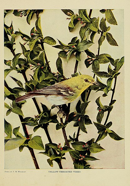 File:Birds - illustrated by color photography - a monthly serial (1897) (14563789359).jpg