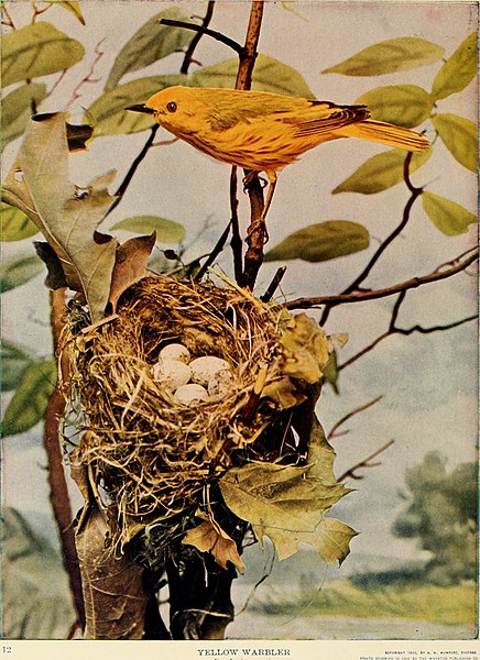 File:The birds of Ohio; a complete scientific and popular description of the 320 species of birds found in the state (1903) (14566130507).jpg