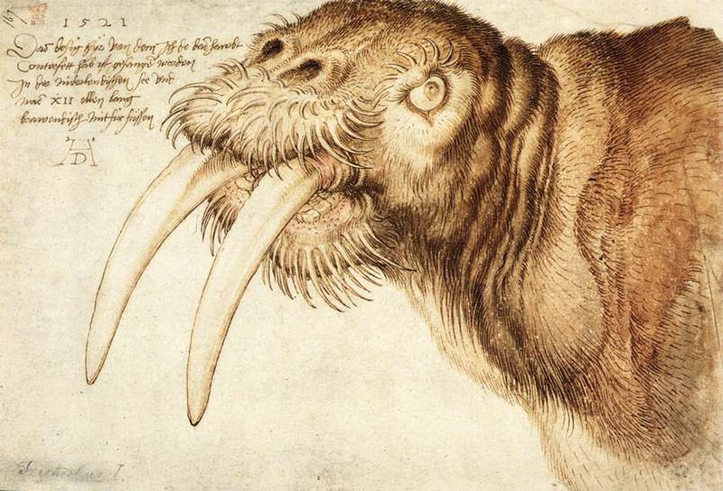 File:Albrecht Dürer - Walrus - WGA07101.jpg