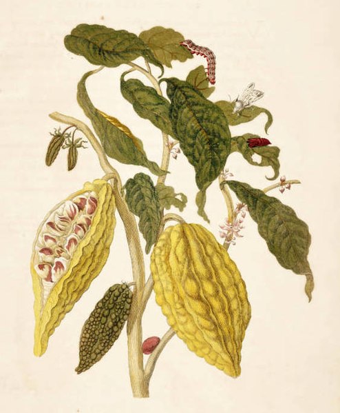 File:Metamorphosis insectorum Surinamensium. Plate XXVI.jpg