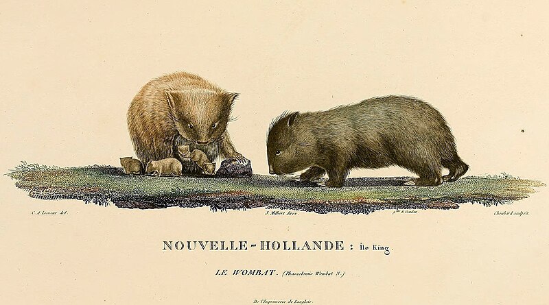 File:King Island wombats.jpg